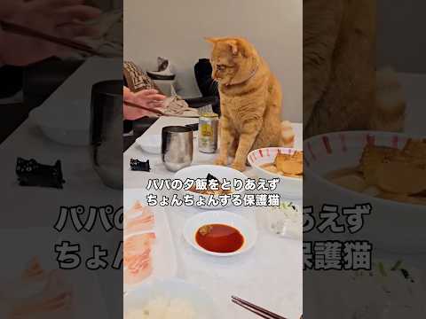 特に興味ないのにパパが夕飯を食べようとするとちょっかいをかけ始める保護猫 保護猫 茶トラ 茶トラ猫 子猫 サムネイル