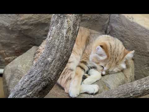ぐっすりムスタくん　スナネコ　埼玉県こども動物自然公園にて　2026年3月7日 サムネイル