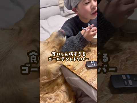 食いしん坊すぎるゴールデンレトリバー ゴールデンレトリバー 大型犬のいる生活 goldenretreiver 大型犬と… サムネイル
