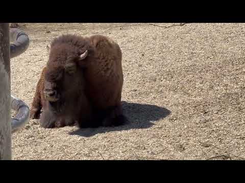 アメリカバイソン　東山動植物園にて　2026年3月14日 サムネイル