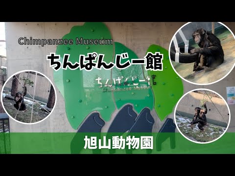 【旭山動物園】ちんぱんじー館🐵[Asahiyama Zoo] Chimpanzee Museum サムネイル