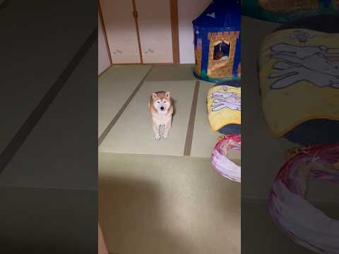 柴犬福 和室に居た柴犬🤣Why here🤣姉と柴 shorts funny funnydog 柴犬 shibainu… サムネイル