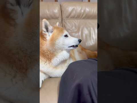 柴犬福 世界を股にかけるBTSの一員疑惑が浮上したジョンフクさん🤣Sis and Shiba🤣姉と柴 shorts b… サムネイル