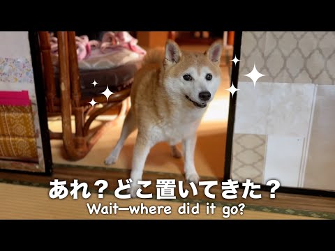 速すぎておもちゃを置き去りにしてしまう柴犬　Momo Too Fast for Her Own Toy サムネイル