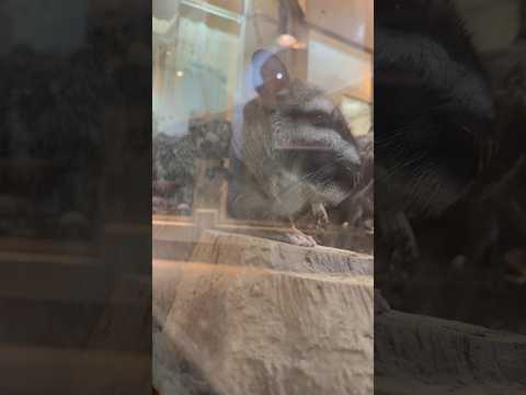 shorts カキカキルイちゃん　ビスカチャ　埼玉県こども動物自然公園にて　2026年5月31日 サムネイル