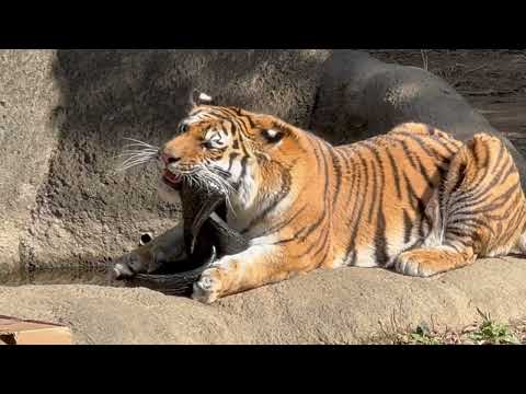 サーシャちゃん たくさん貰った誕生日プレゼントの中でタイヤが一番のお気に入り？　アムールトラ　浜松市動物園にて　202… サムネイル