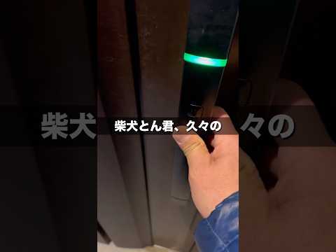 柴犬とん君のお出迎え❣️ 柴犬　柴犬とん サムネイル