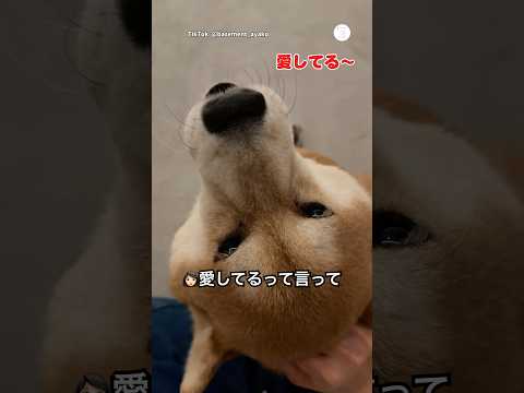 愛してるって言ってくれる柴犬　　柴犬　犬　かわいい犬 犬のいる暮らし かわいい犬 サムネイル