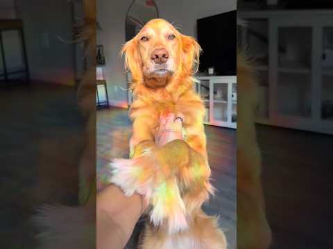 Golden retriver hug me india dog goldenretreiver dogbreed f… サムネイル