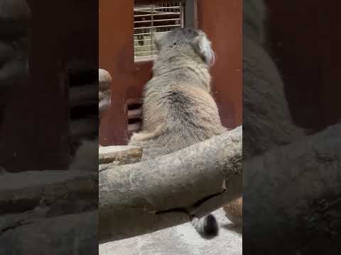 shorts 夕食の準備を食い入るように見ているプリームラちゃん　マヌルネコ　上野動物園にて　2026年5月8日