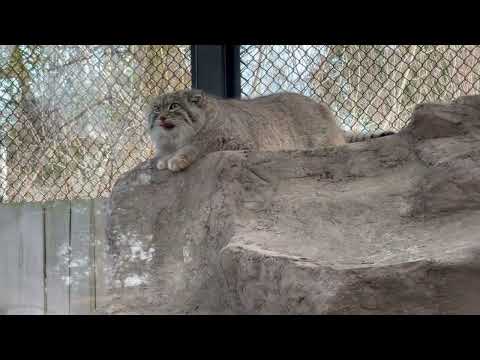 ロックに同化するオリーヴァちゃん🤭　マヌルネコ　埼玉県こども動物自然公園にて　2026年3月7日 サムネイル