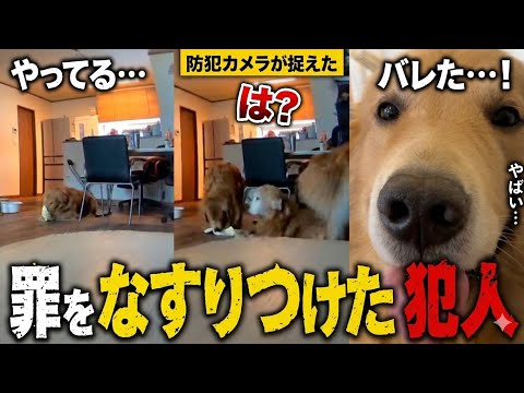 罪をなすりつける犬、防犯カメラが全て見ていました… サムネイル