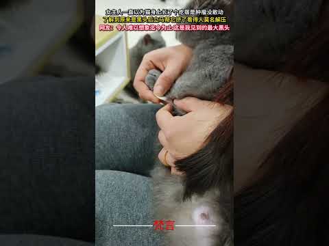 女主人一直以為貓身上長了個疙瘩是腫瘤沒敢動 了解到原來是黑頭後立刻幫它擠了看得人莫名解壓 意外 貓 療愈 治愈 ama… サムネイル