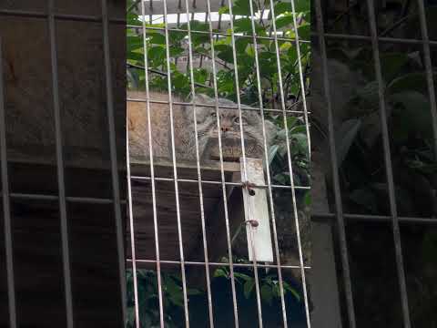 shorts アニャニャニャー　エルくんとミーニャちゃんの息子たち　マヌルネコ　東山動植物園にて　2026年3月13日 サムネイル