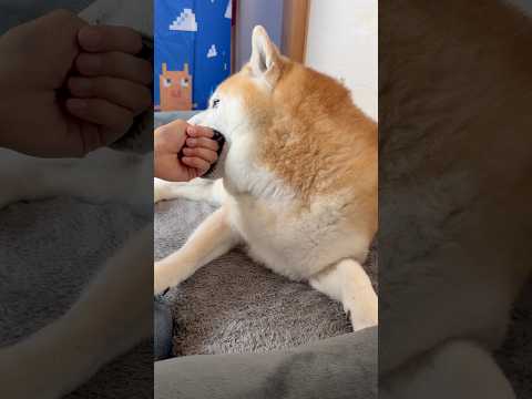 柴犬福 母に肉球バレ怒られる柴犬🤣Bad boy🤣shorts 柴犬 japanesedog shibainu dog…