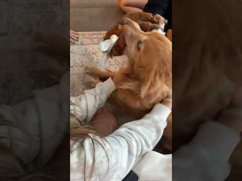 coming home to my golden retriever🥵 goldenretreiver dog ind… サムネイル