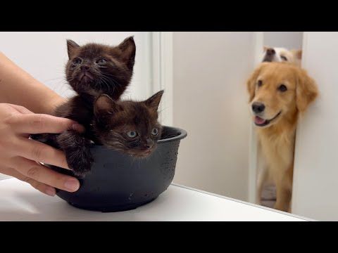 初めてのお風呂に怯える子猫を心配して母親のように見守る大型犬...【ゴールデンレトリバー・ボーダーコリー】