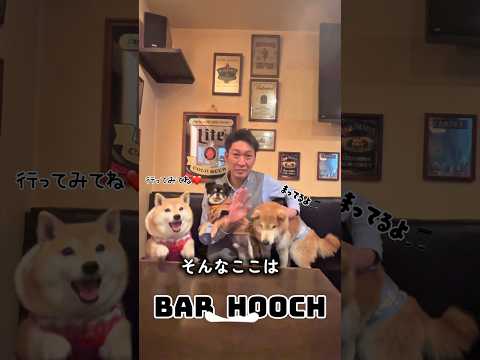 癒しの空間🐶🍷✨ 柴犬 bar shorts サムネイル