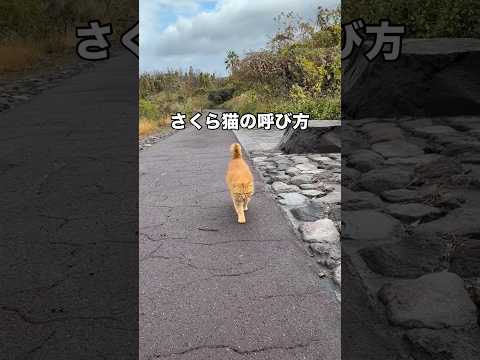ニャン法口笛の術を会得するとさくら猫を呼び寄せられます さくらねこ 野良猫 地域猫 茶トラ サムネイル
