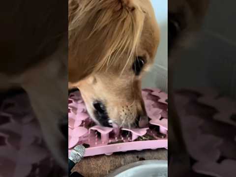 dog-tor coby to rescue🛟goldenpup puppy goldenpupppy dogbree… サムネイル