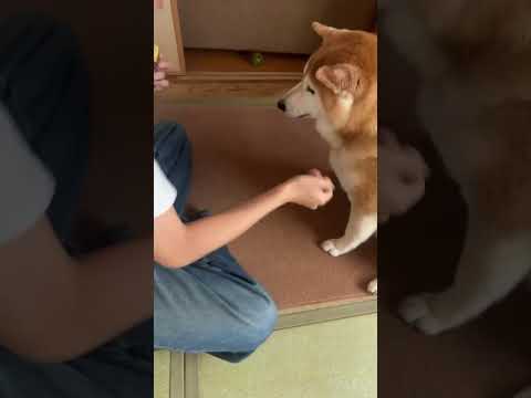 柴犬 福 ガウッたら即終了！？姉と福の初ライブ配信！-ライブハイライト🤩Sister and Shiba Inu li… サムネイル