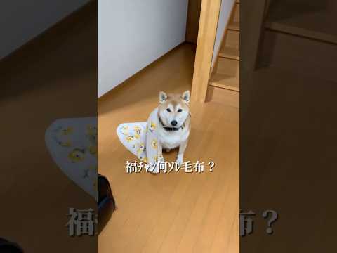 柴犬福 3年前は漢字も許されていた兄に寝ぼけたお出迎えをする柴犬🤣Bro and Shiba🤣shorts funny… サムネイル