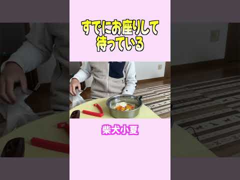 すでにお座りして待っている 神戸 柴犬 shiba shibainu 癒し サムネイル