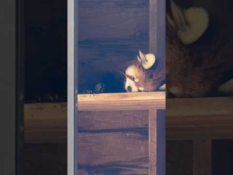 shorts お外のお部屋でおやすみ みいちゃん☺️  レッサーパンダ　千葉市動物公園にて　2026年4月19日