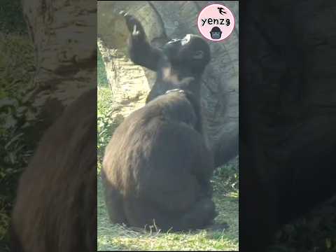 gorilla play with mom💕😆 taipeizoo 金剛猩猩 台北市立動物園 zoo cuteanim… サムネイル