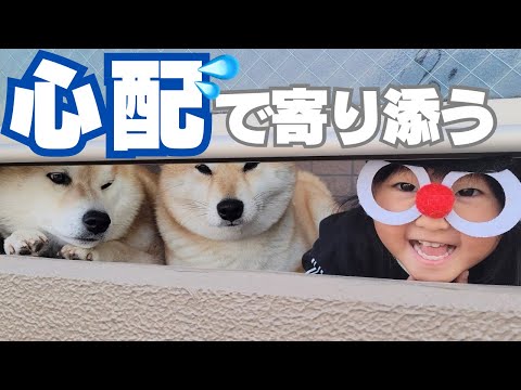 外から戻って来ない兄柴犬のところに、心配して寄り添う姉妹たち サムネイル