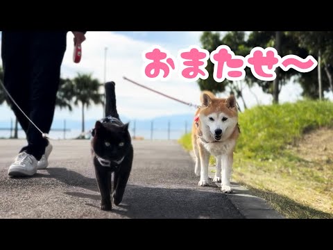 天はいつも、ももを待ってくれる　Ten always waits for Momo サムネイル