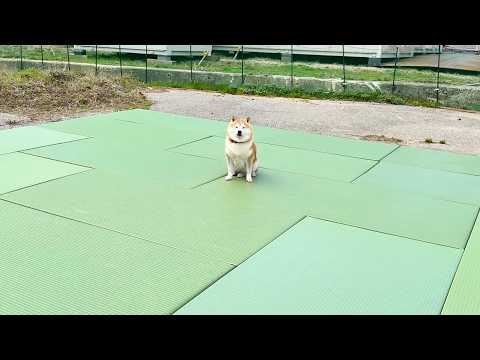 柔道場の要らなくなった畳をもらいました サムネイル