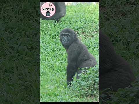Gorilla 突然轉頭微笑跑著拍胸好可愛 gorillatag taipeizoo 金剛猩猩 台北市立動物園 サムネイル