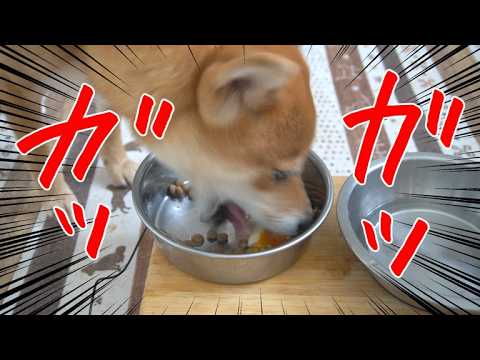 フードアグレッシブ？お兄ちゃんが帰ってきたら大急ぎで食べます　柴犬小夏　ASMR サムネイル
