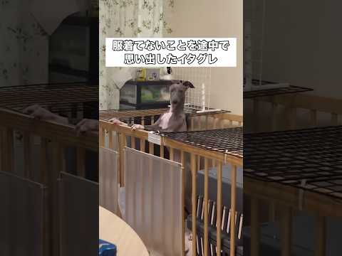 飼い主と目が合い自分が服を着ていないことを思い出してしまったイッヌ イタグレ イタリアングレイハウンド イッヌ sho… サムネイル