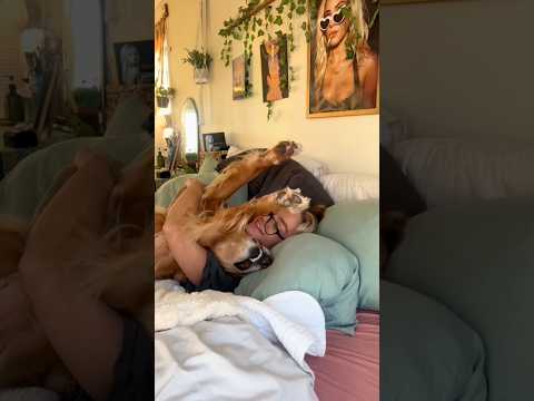 coming home to my golden retriever❤️india retreiver dog pup…
