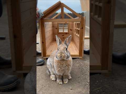 We Built a Luxury Dream House for This Cute Rabbit 🐰🏠 サムネイル
