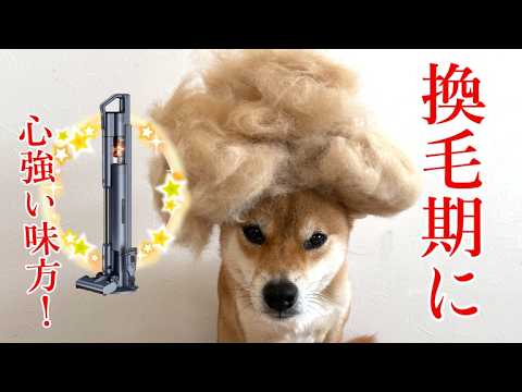 【柴犬小夏】抜け毛舞い散るお部屋に心強い味方！　自動ごみ収集掃除機がすごい！ サムネイル