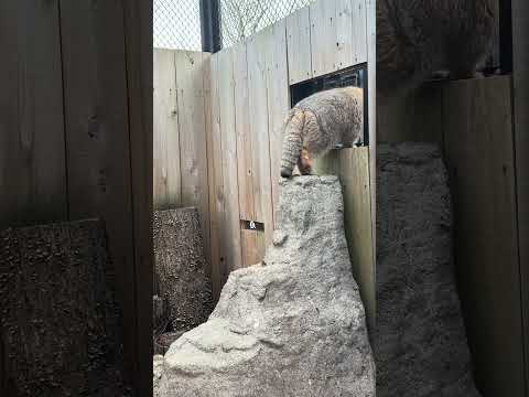 shorts 帰るオリーヴァちゃん　マヌルネコ　埼玉県こども動物自然公園　2026年3月7日 サムネイル