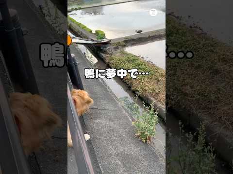 鴨を見つけた瞬間、田んぼに突っ込みそうになる犬😂　　　　ゴールデンレトリバー 大型犬 犬　面白い犬 犬のいる暮らし サムネイル