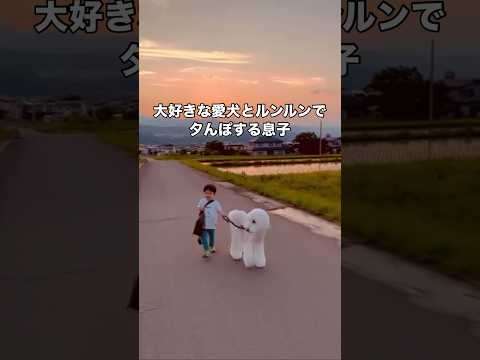 夕暮れの散歩道をルンルンで楽しそうに愛犬とお散歩する息子 スタンダードプードル スタンプー 超大型犬 shorts サムネイル