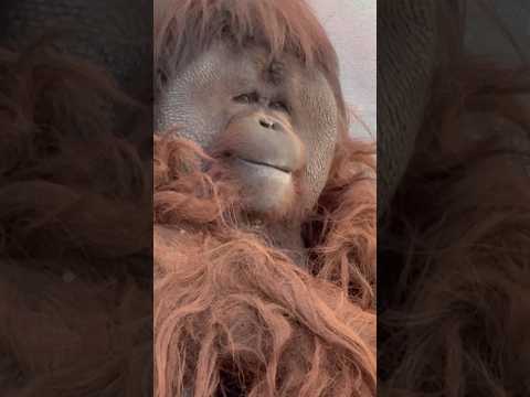 shorts 王子ムムくん　こっち向いた〜　ボルネオオランウータン　王子動物園　2025年12月27日 サムネイル