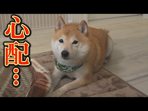 このままでは、次男の柴犬の寿命が短くなってしまう・・・対策しました。 サムネイル