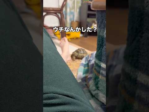 勢い任せに飼い主の足裏に頭突きしてくる亀 ギリシャリクガメ リクガメ 亀 shorts