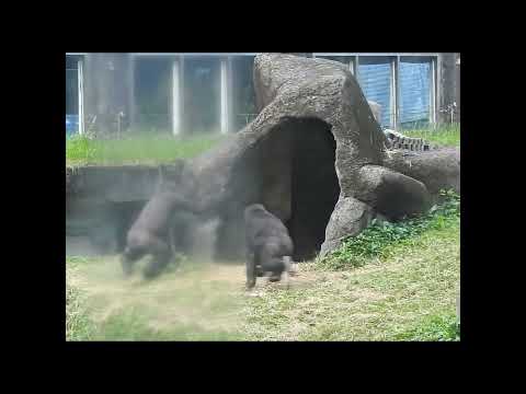 gorilla brothers Jabali 5y1m old & Ringo 4y6m old. shorts.R… サムネイル
