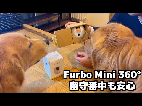 留守中の犬たちを見守るFurbo Mini 360°ペットカメラを使ってみた サムネイル