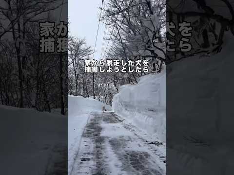 家から脱走した犬を捕まえようとしたら #ラブラドールレトリバー #ラブラドール #カモシカ #shorts サムネイル