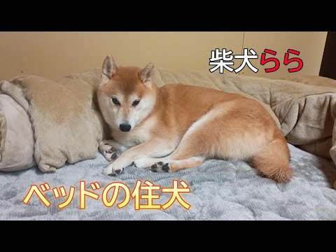 ベッドの住犬 サムネイル