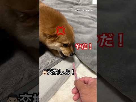 交換しよ！って行ったら秒で『やだ！』　　犬　犬のいる暮らし かわいい 面白い　いぬ サムネイル