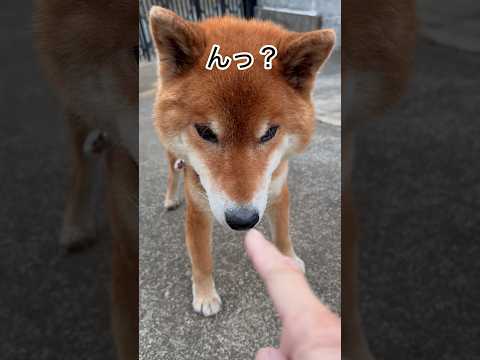 ’26.1.24 力丸の…食欲全開！ 柴犬 shibainu 柴犬のいる暮らし 柴犬の日常 食べる犬 カメラ目線 力丸 サムネイル